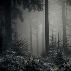 misty forest