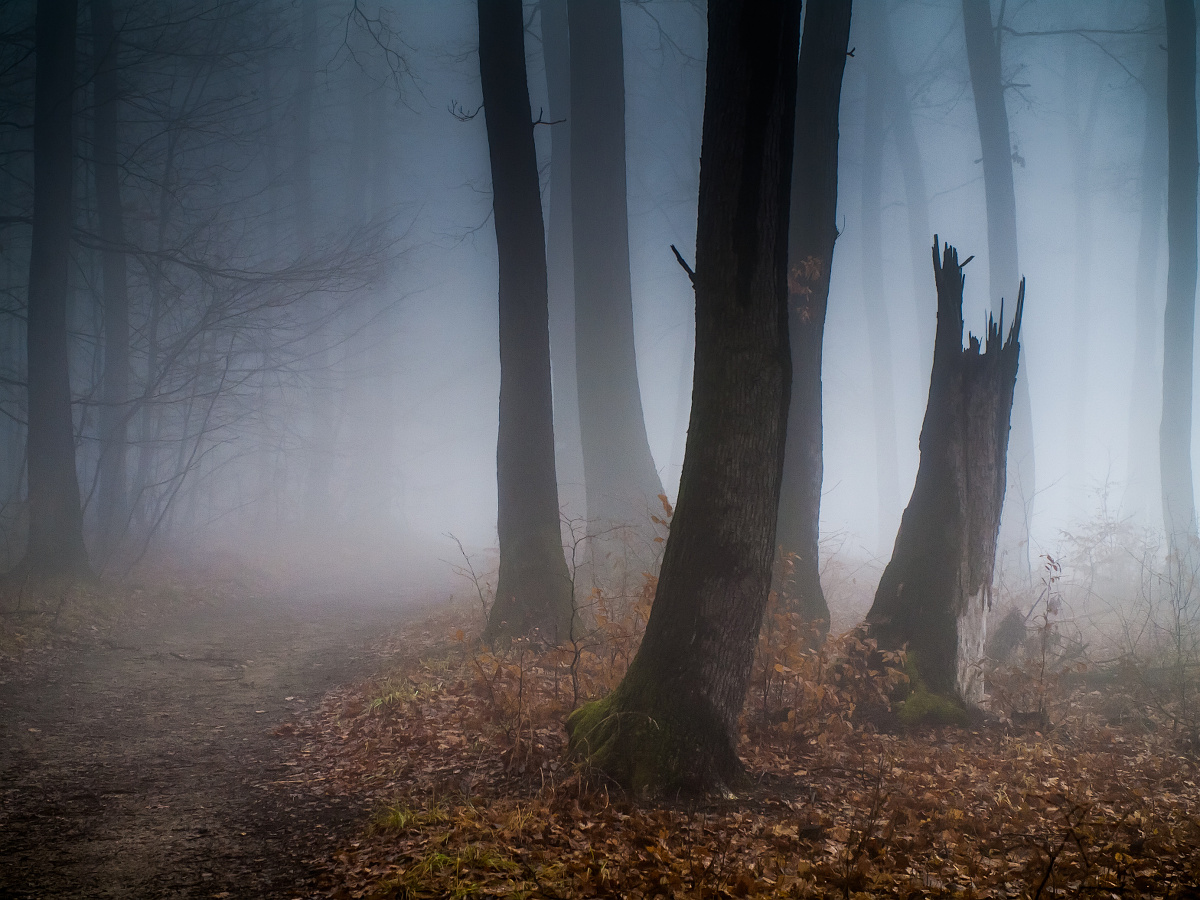 Misty forest