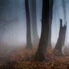 Misty forest