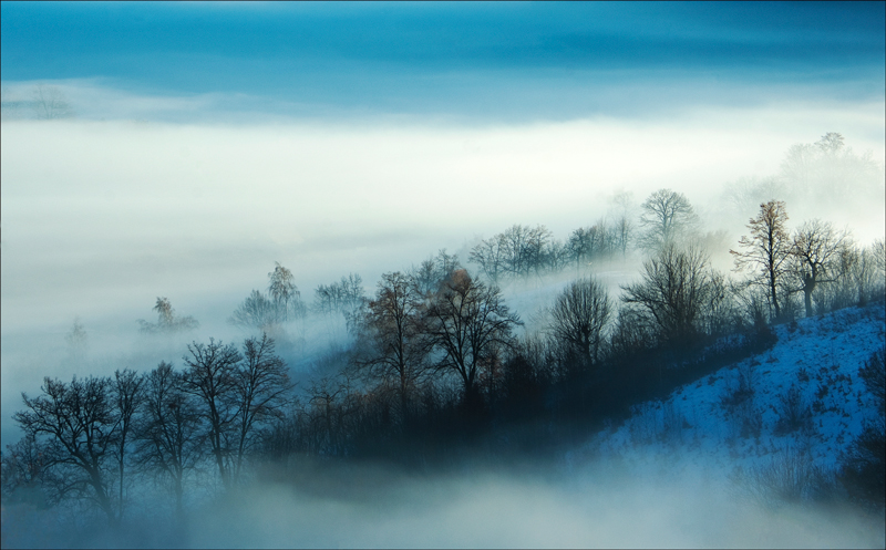 misty forest