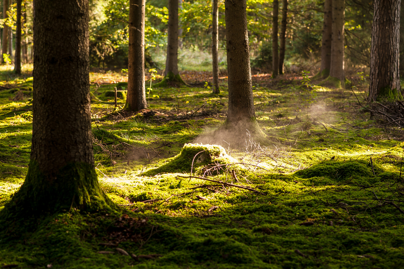 misty forest