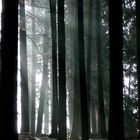 misty forest (Thurgau - CH)