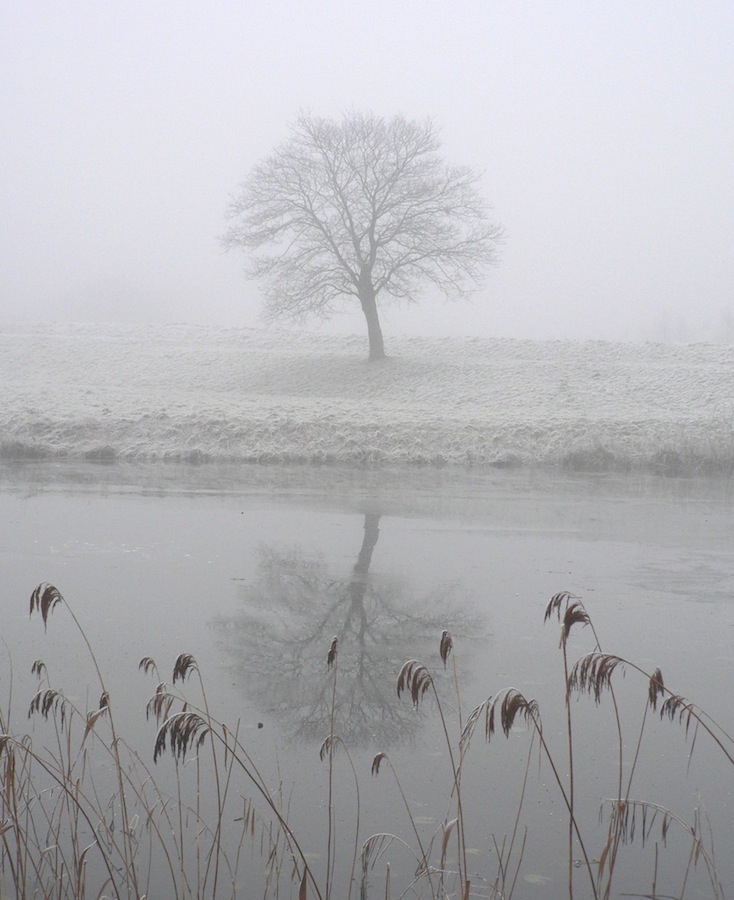 Misty Frost