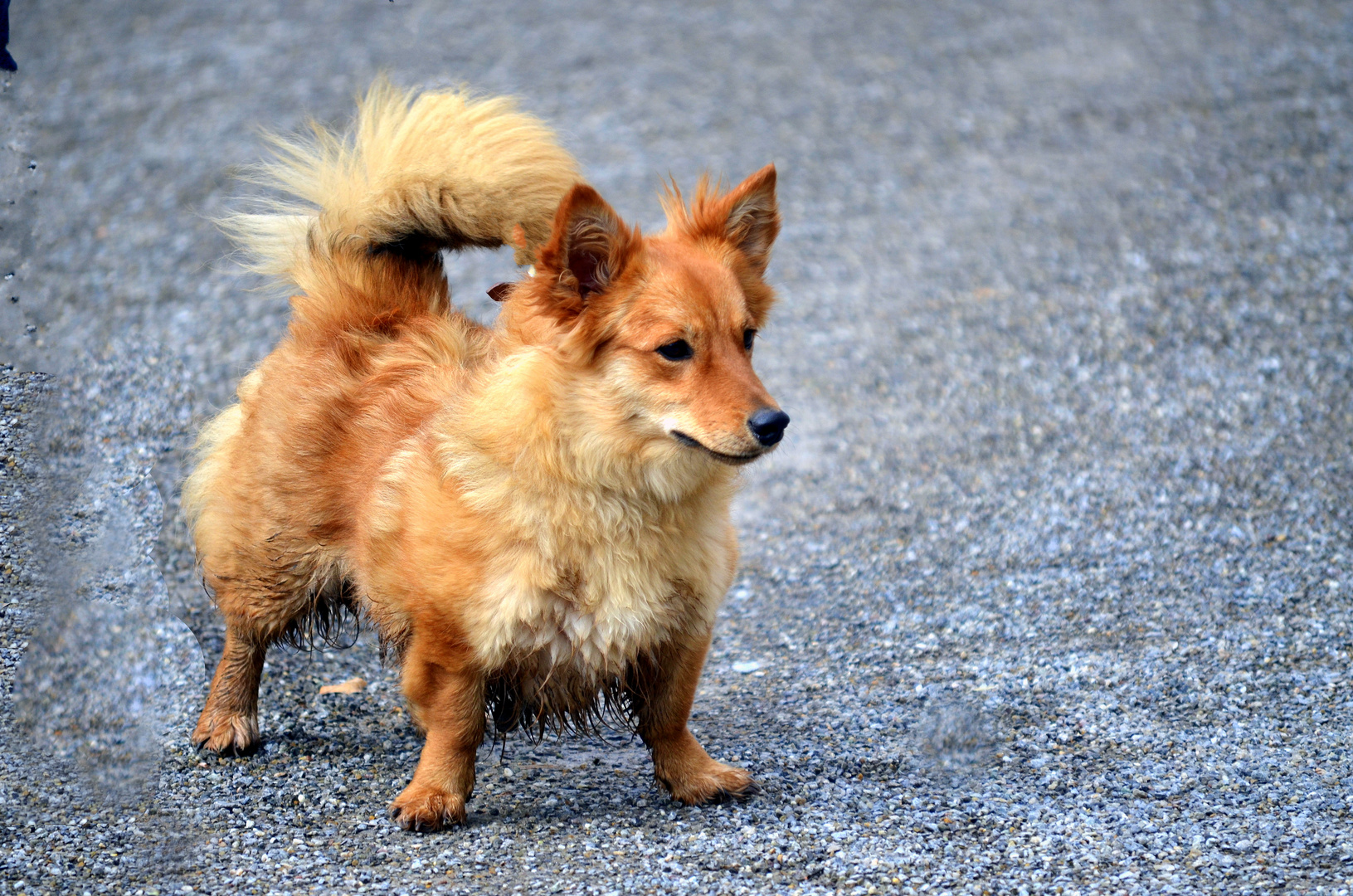 Misty Harzer Fuchs Welsh Corgie