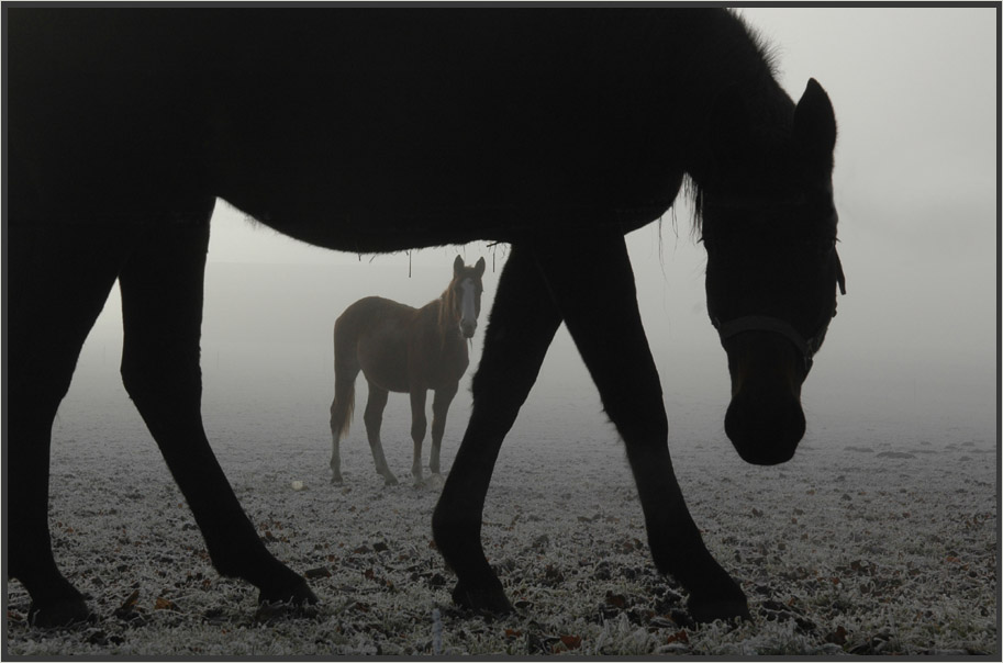 misty horses