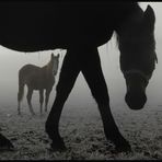 misty horses (mod)