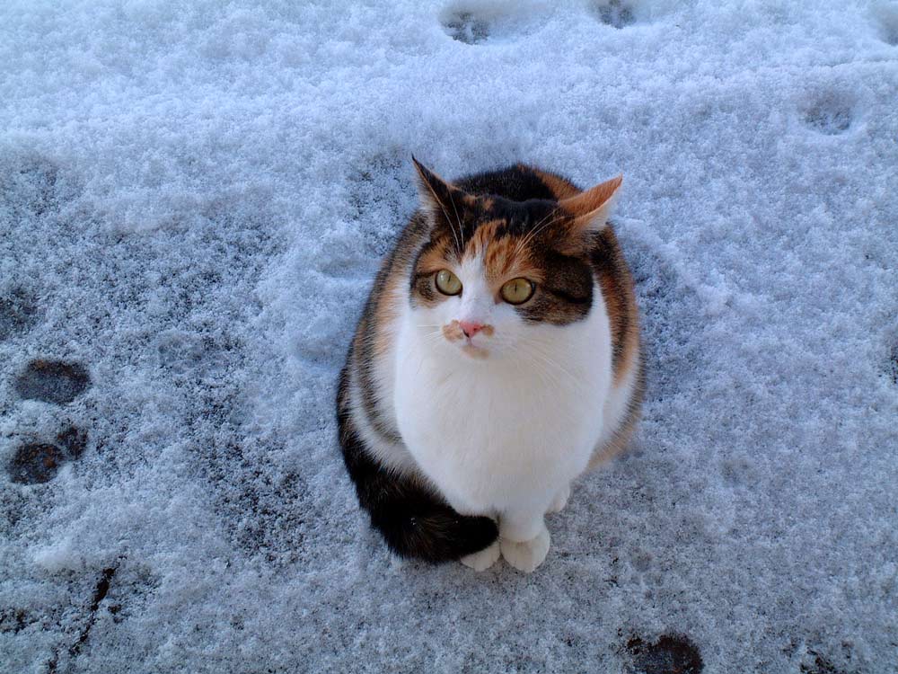 Misty im Neuschnee