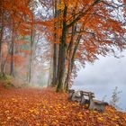 Misty lake shore and autumn woods