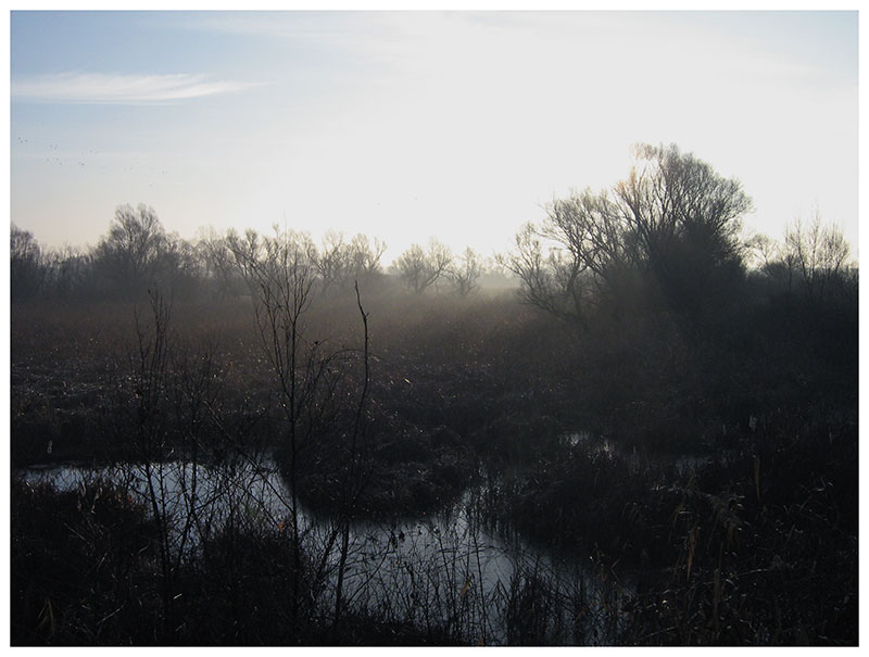 Misty marshes