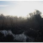 Misty marshes