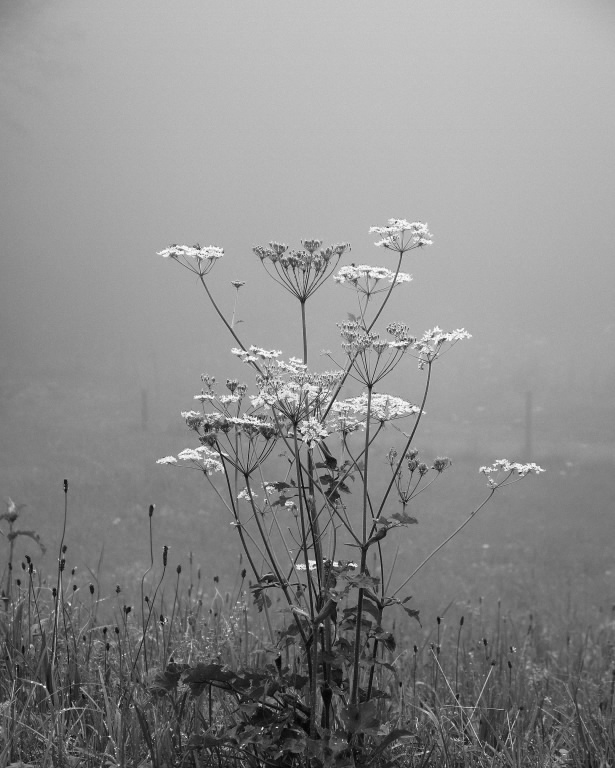 Misty Meadow