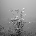 Misty Meadow