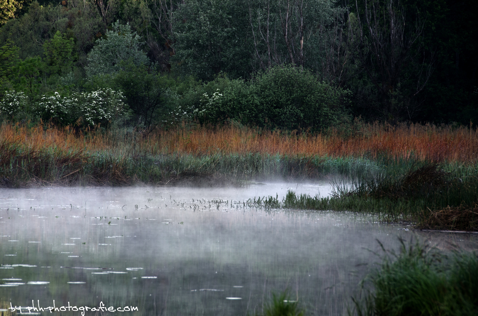 misty moor