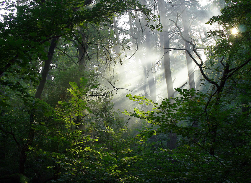 Misty Morning