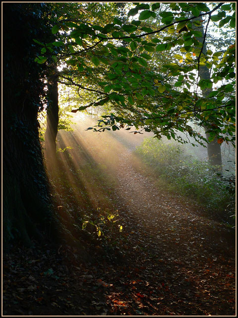 Misty Morning