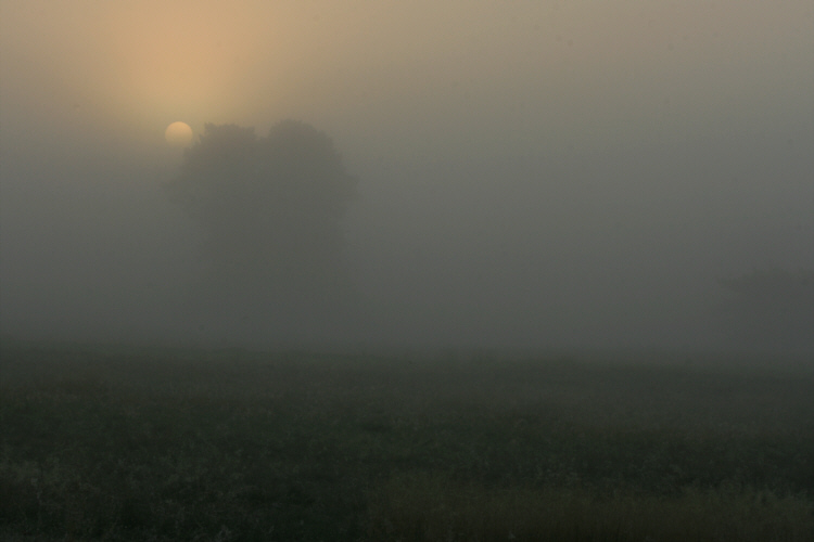 misty morning #1