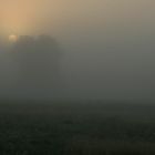 misty morning #1