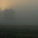 misty morning #1