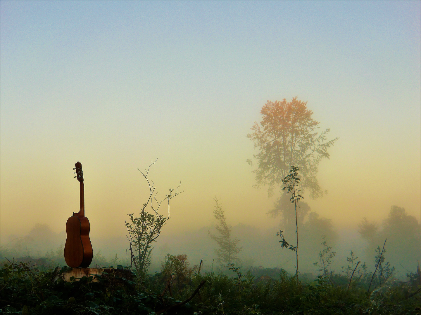 Misty Morning