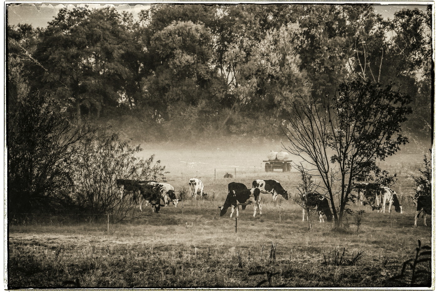 Misty Morning