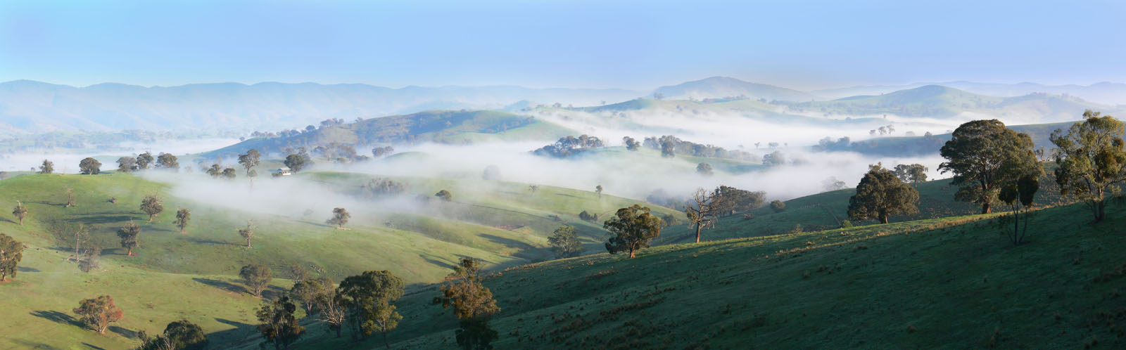 Misty Morning