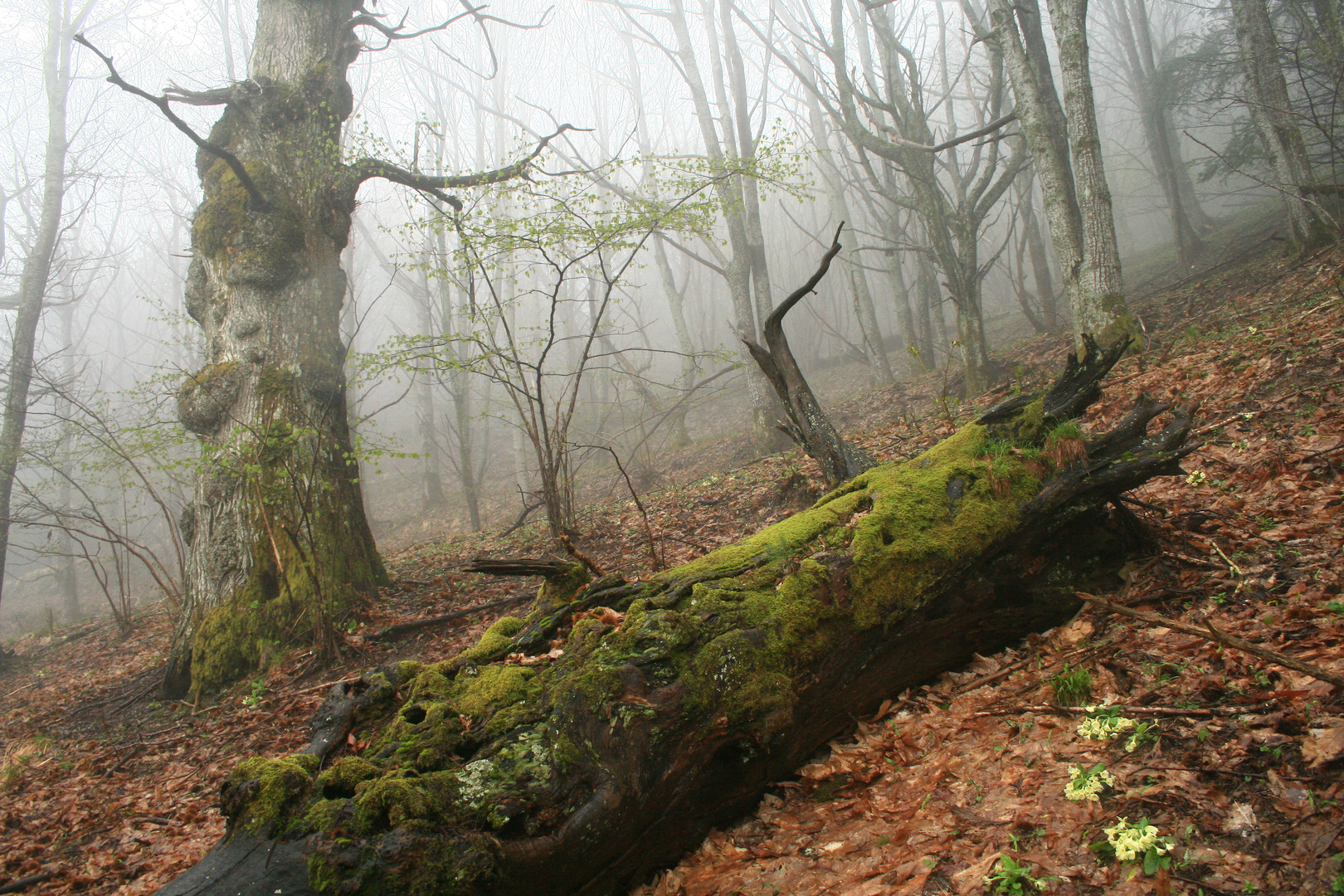 Misty morning