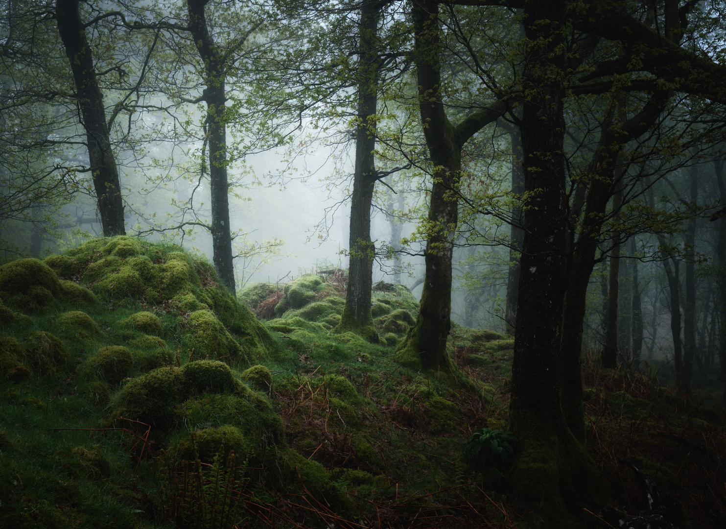 misty morning