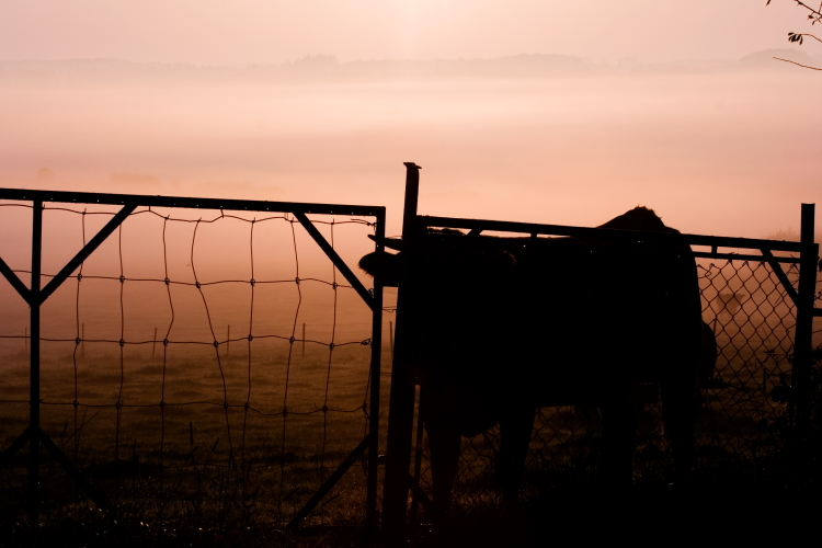 Misty Morning