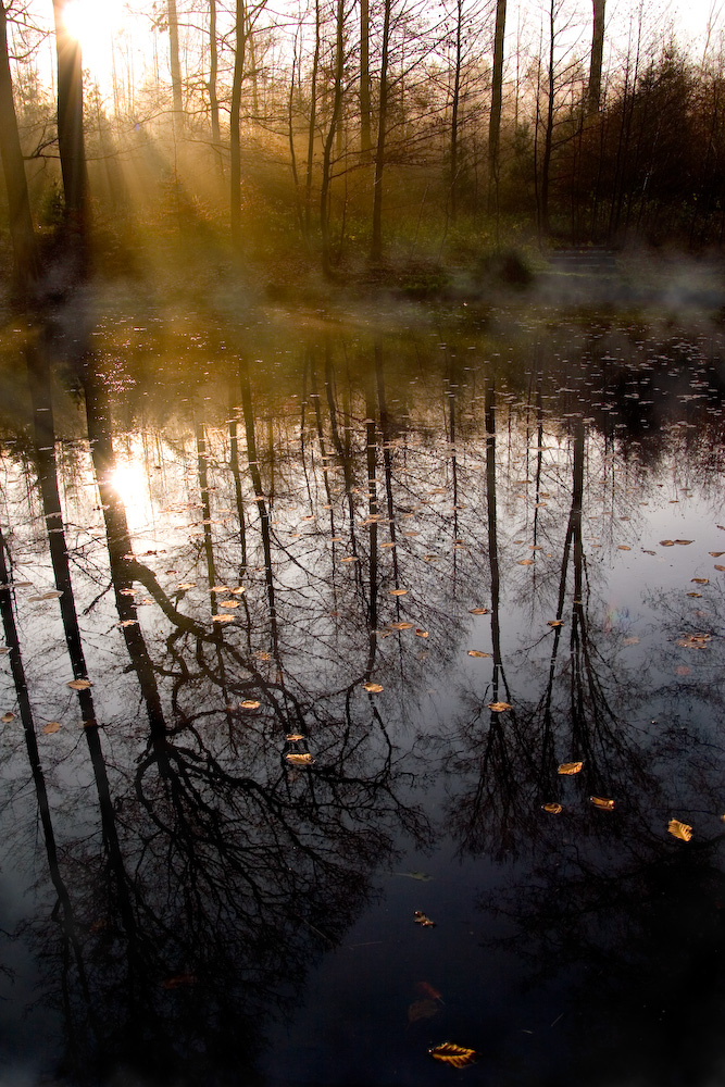 Misty Morning