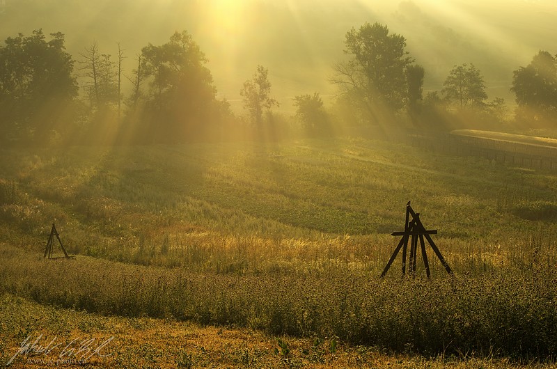 Misty morning