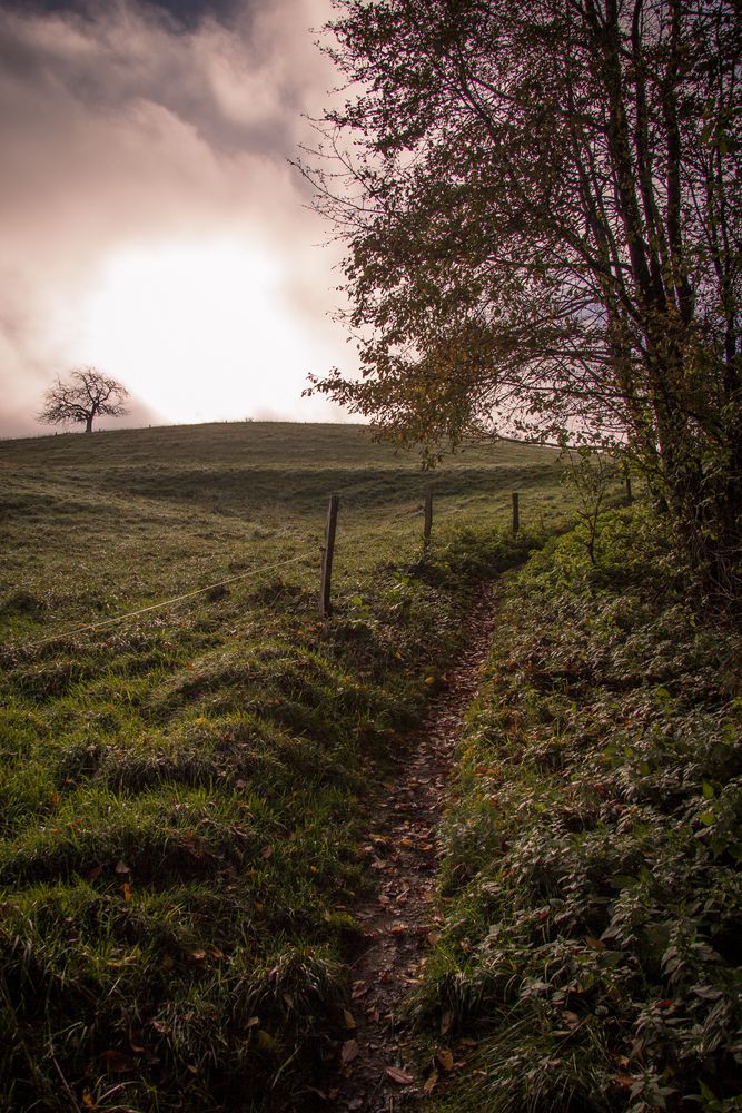 misty morning