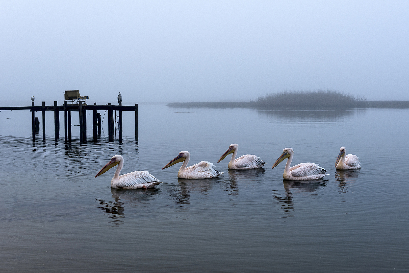  Misty morning at Bokoms