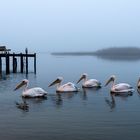  Misty morning at Bokoms