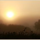 misty morning  Coly Valley 9