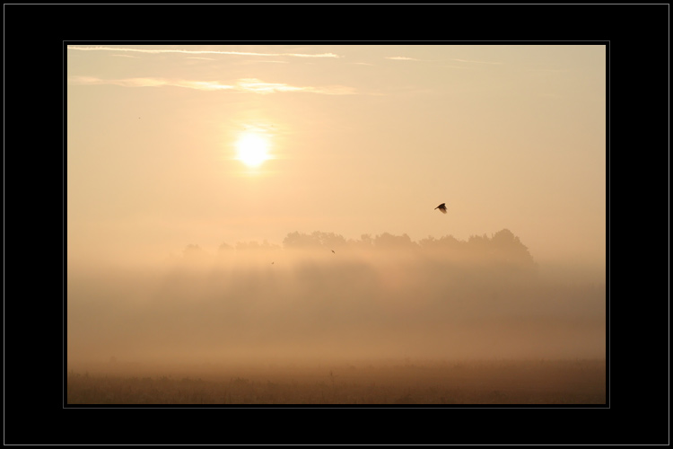 Misty Morning