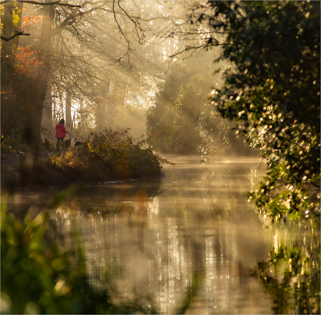 Misty Morning Dog Walk