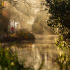 Misty Morning Dog Walk