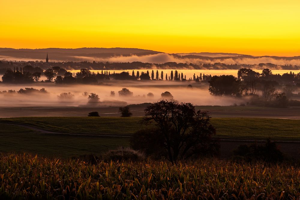 misty morning