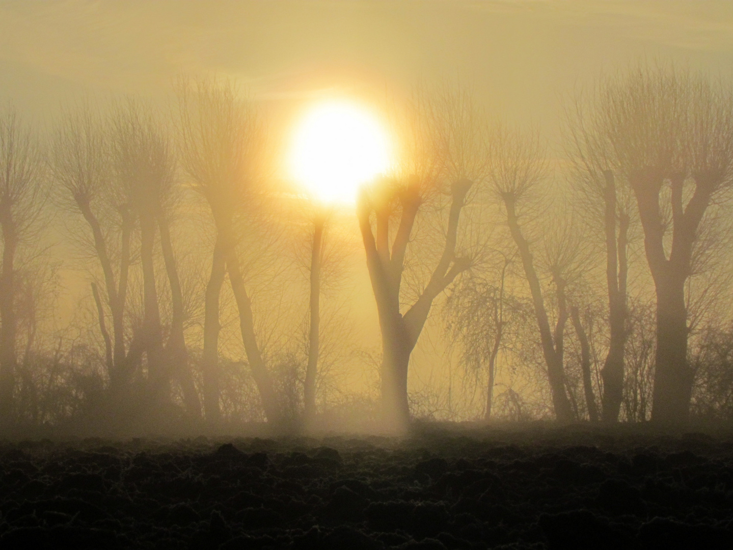 Misty Morning