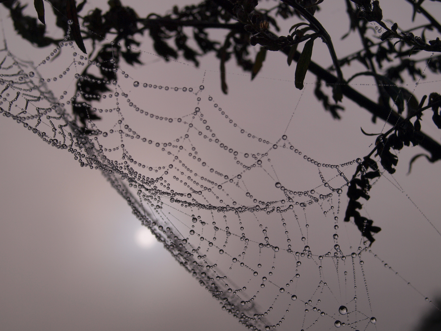 Misty morning