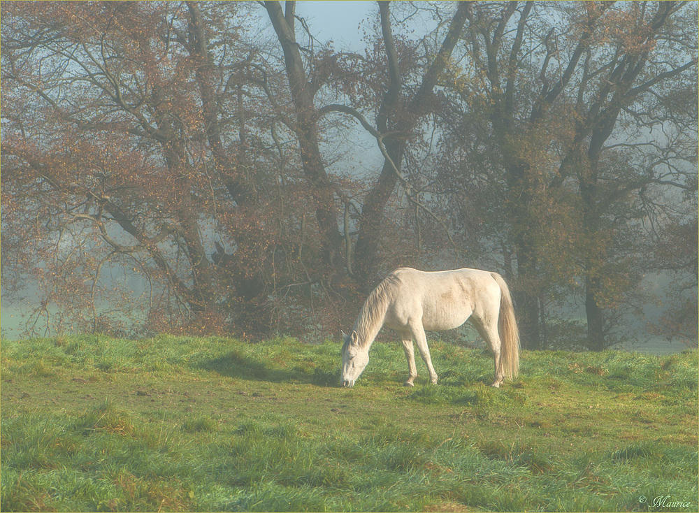 > MISTY MORNING 