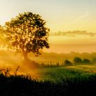 Misty morning