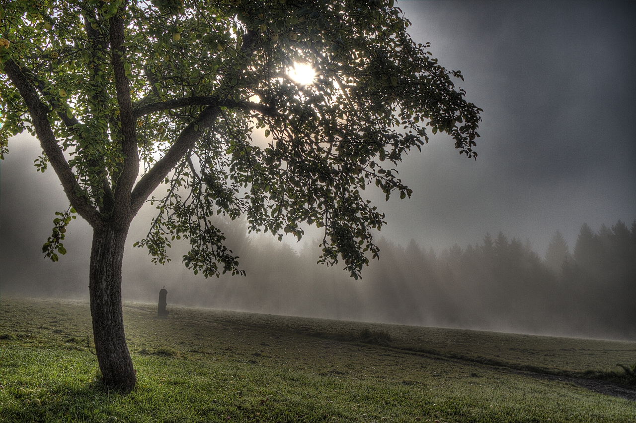 misty morning