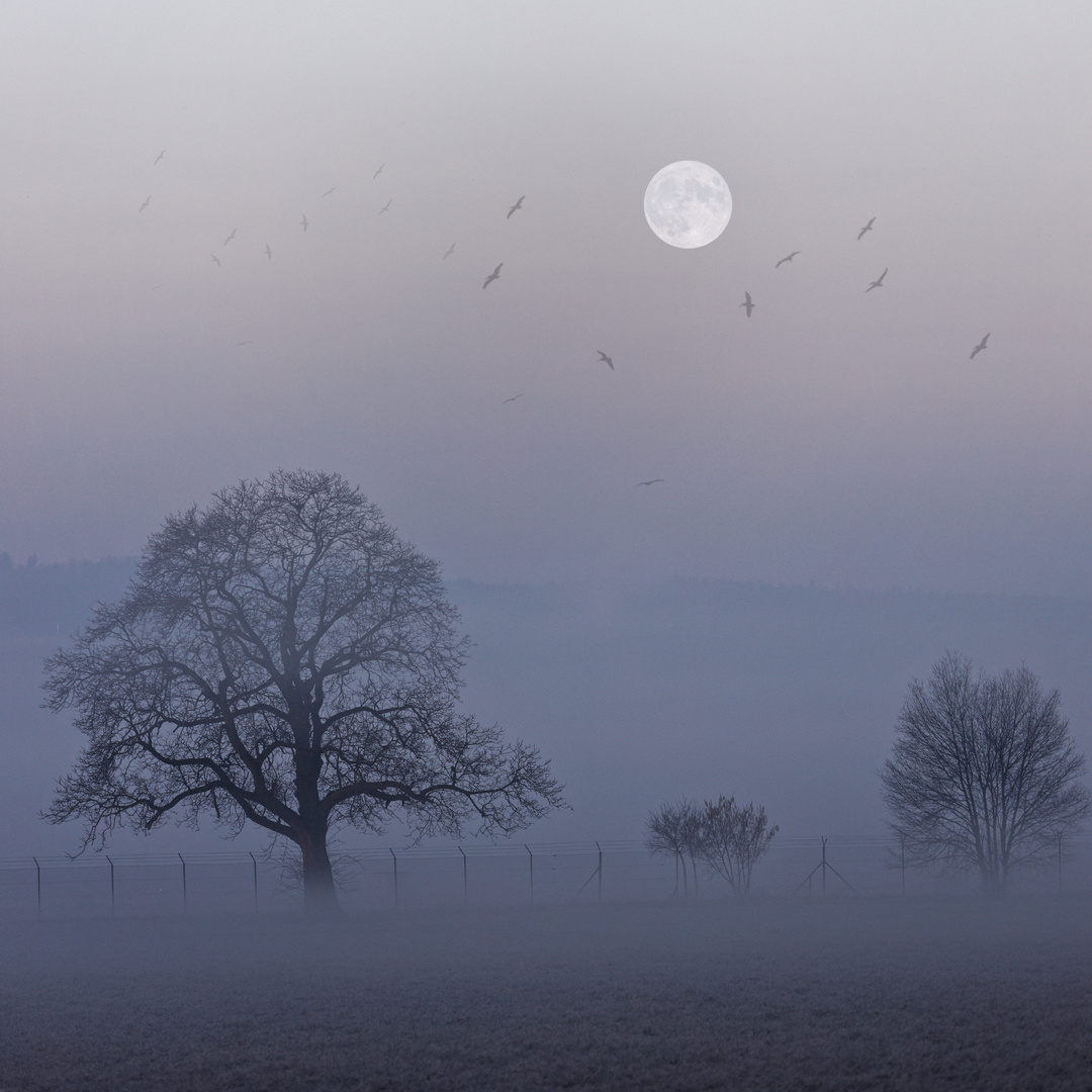 Misty Morning