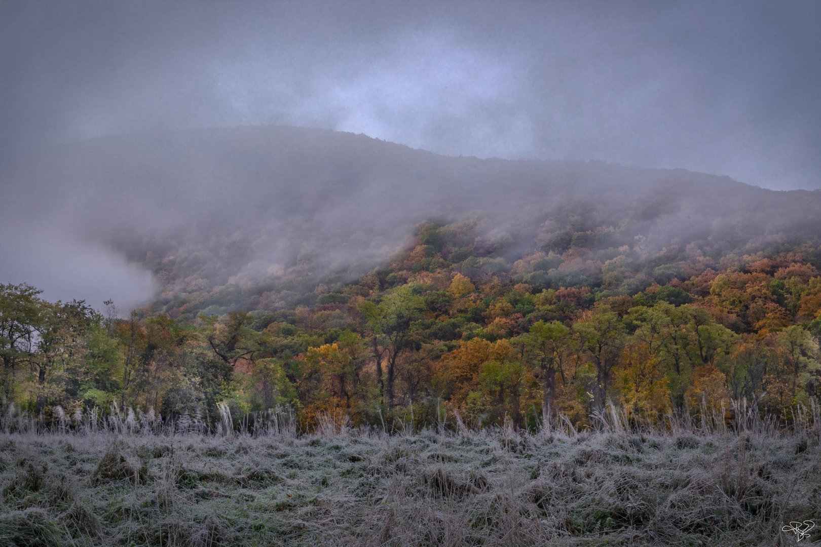 Misty Morning Hop