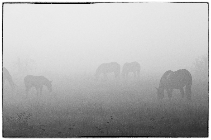 Misty Morning Horses