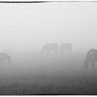 Misty Morning Horses