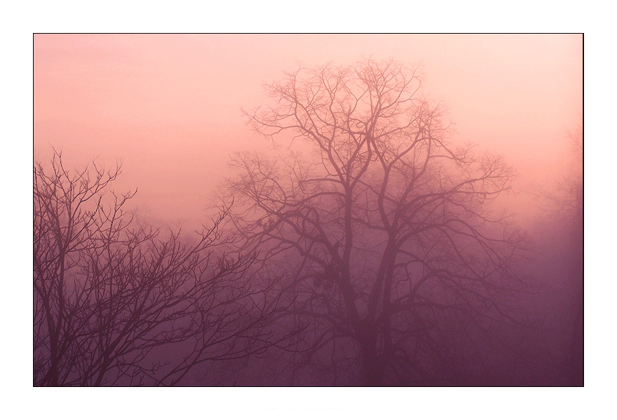 misty morning hour