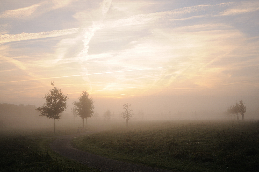 Misty Morning II