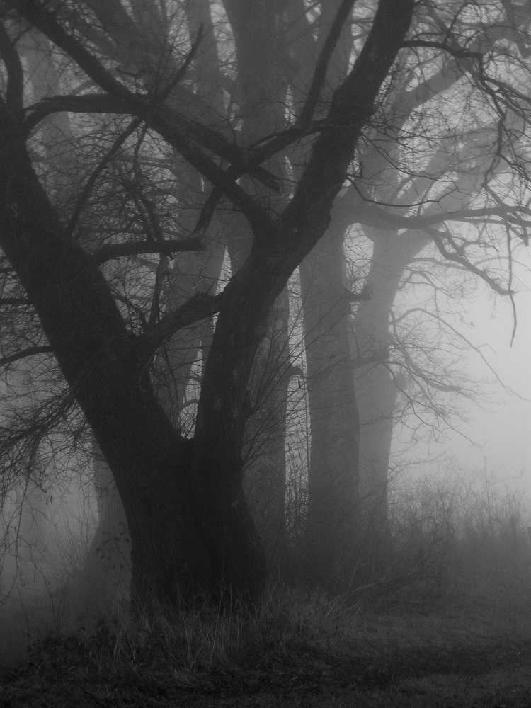 Misty Morning In The Reedlands